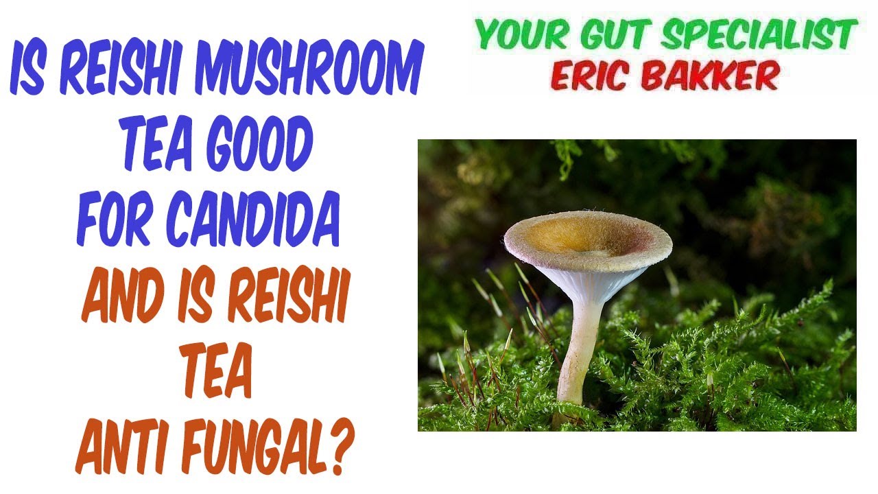 Candida And Reishi Mushrooms What You Need To Know YeastInfection